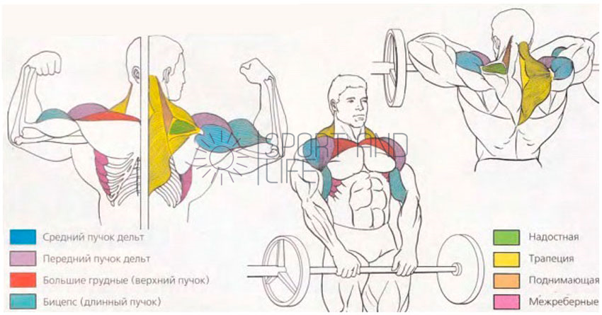 Какие мышцы работают​ при тяги к подбородку