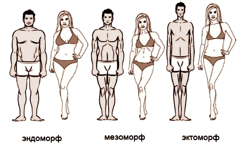 Типы телосложения мужчин и женщин: основные виды телосложения