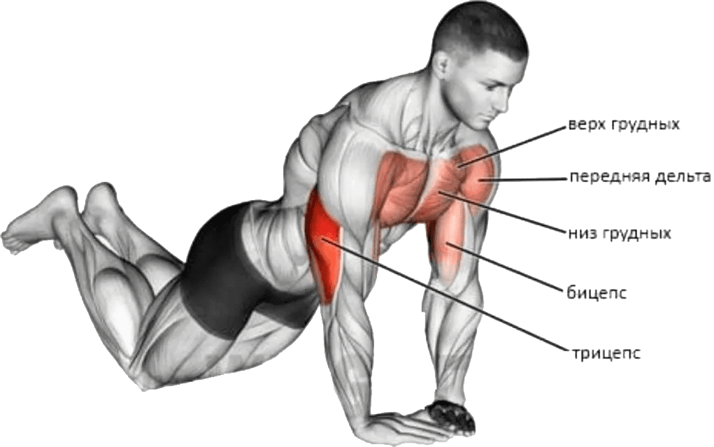Отжимания с колен мышцы