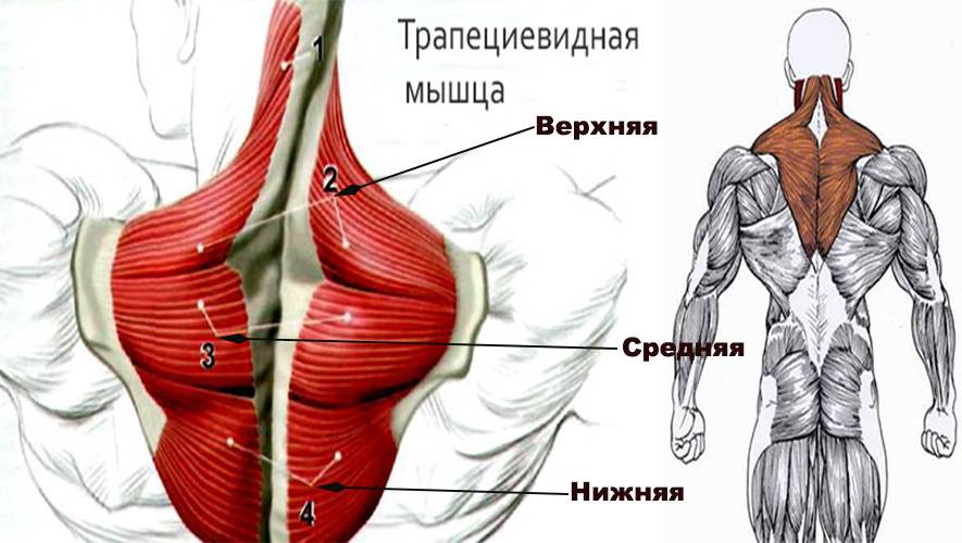 Анатомия трапециевидных мышц