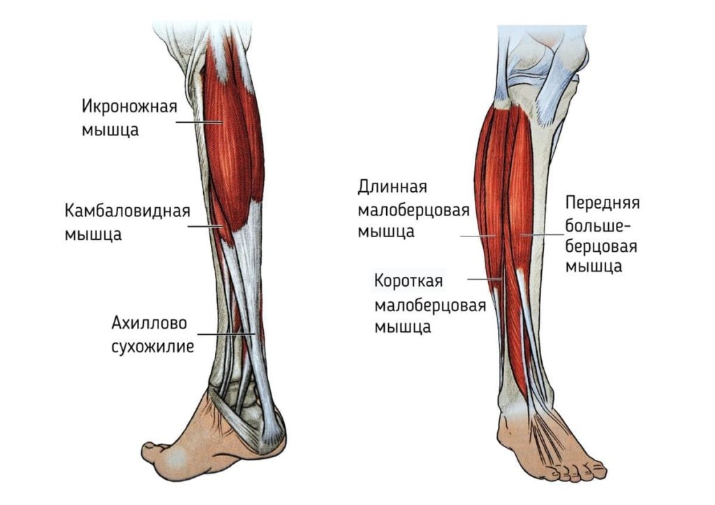 Анатомия икроножных мышц