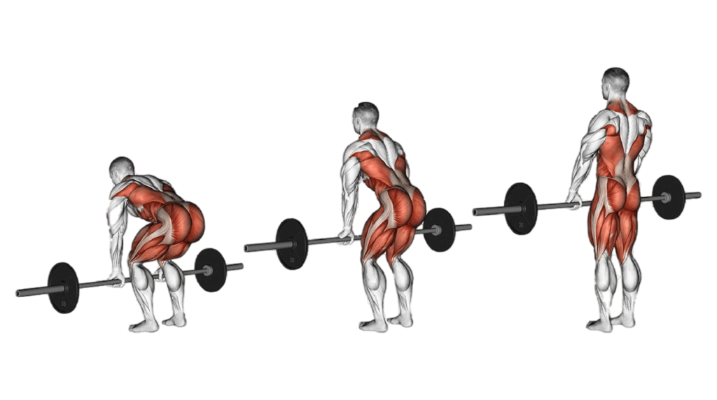 какие мышцы работают при становой тяги